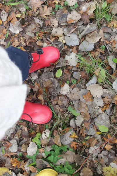 Sonbahar Ormanlarında Çocukların Lastik Kırmızı Çizmelerinin Üst Görüntüsü — Stok fotoğraf