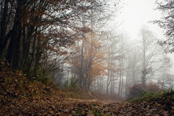 Venkovní Krajina Podzim Mlhavé Scenérie Dopoledních Hodinách — Stock fotografie