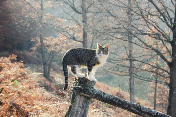 秋天家猫户外运动 以森林为背景 — 图库照片
