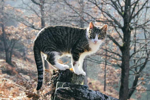 Pisica Domestică Aer Liber Timpul Sezonului Toamnă Pădure Fundal — Fotografie, imagine de stoc