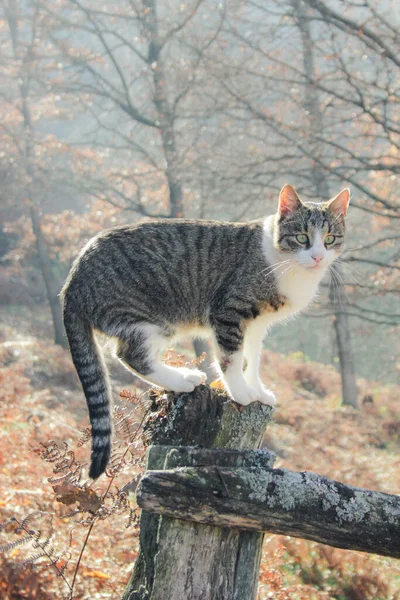 Domowy Kot Świeżym Powietrzu Jesienią Sezon Lasem Tle — Zdjęcie stockowe