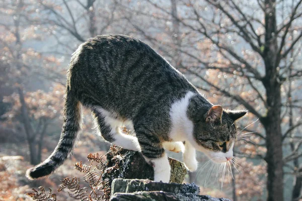 Gato Doméstico Aire Libre Durante Temporada Otoño Con Bosque Fondo — Foto de Stock