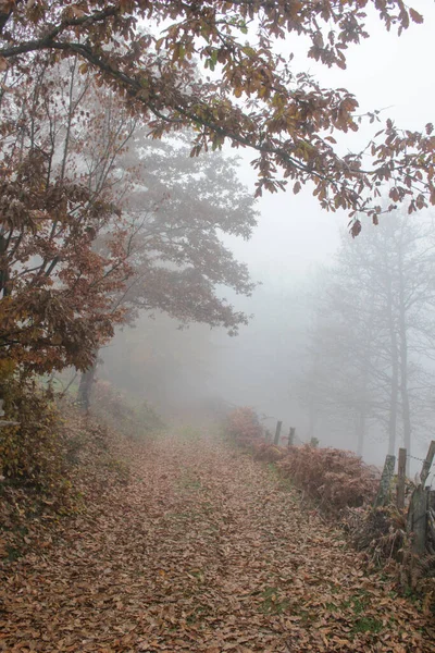 Открытым Небом Осенний Туман Утрам — стоковое фото