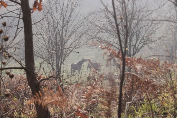 Dois Cavalos Prado Área Montanha Rural — Fotografia de Stock