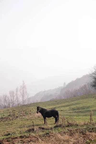 Koń Łące Wiejskim Obszarze Górskim — Zdjęcie stockowe