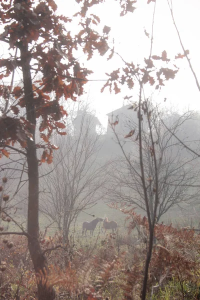 Twee Paarden Een Weide Het Landelijke Berggebied — Stockfoto