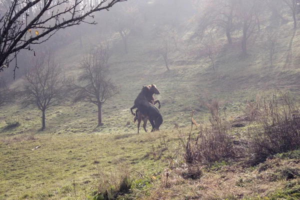 山間部の牧草地に2頭の馬 — ストック写真