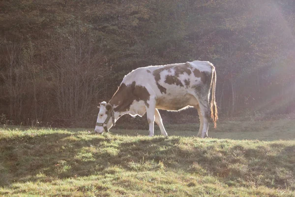 Pășunatul Vacii Teren Agricol — Fotografie, imagine de stoc