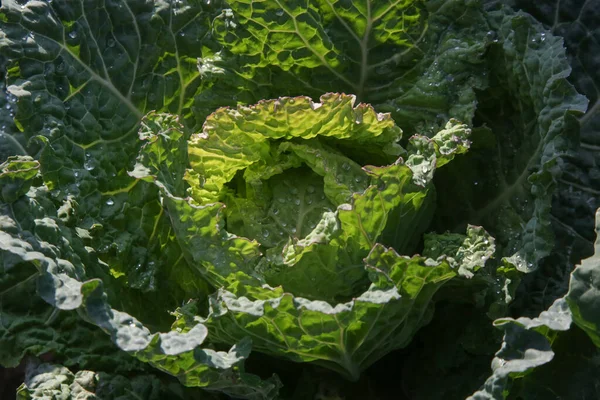 Collard Plants Organic Vegetable Garden — Stock Photo, Image