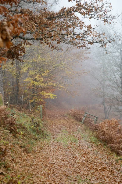 Открытым Небом Осенний Туман Утрам — стоковое фото