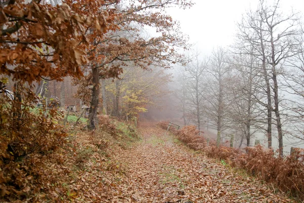 Buiten Platteland Herfst Mistige Landschap Ochtend — Stockfoto