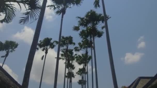 Palmeras Hermoso Cielo Azul Vacaciones Tropicales Verano Aire Libre Vídeo De Stock