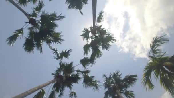 Palmy Piękne Błękitne Niebo Tropikalne Wakacje Świeżym Powietrzu Filmiki Stockowe bez tantiem