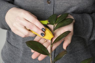 Muz kabuğunun yumuşak etli tarafıyla ev bitkisinin yapraklarını ovup tozunu alan ve onlara sağlıklı bir ışıltı veren kadın..