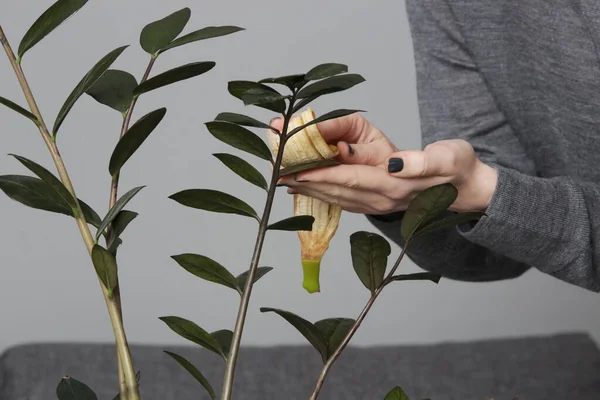 Woman Rubbing Leaves Houseplant Soft Fleshy Side Banana Peel Clean — Stock Photo, Image