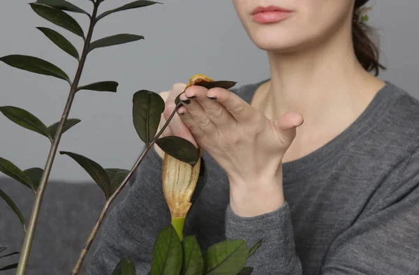 バナナの皮の柔らかい肉質の側面を持つ植物の葉をこすり ほこりをきれいにし 健康的な輝きを与える女性 — ストック写真