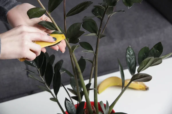 妇女用香蕉皮柔软而肉质的一面揉搓室内植物的叶子 以清洁 除尘并使它们发出健康的光芒 — 图库照片
