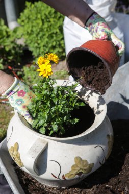 Arka bahçesinde toprak olan saksıya çiçek eken bir kadın. Bahar işleri..