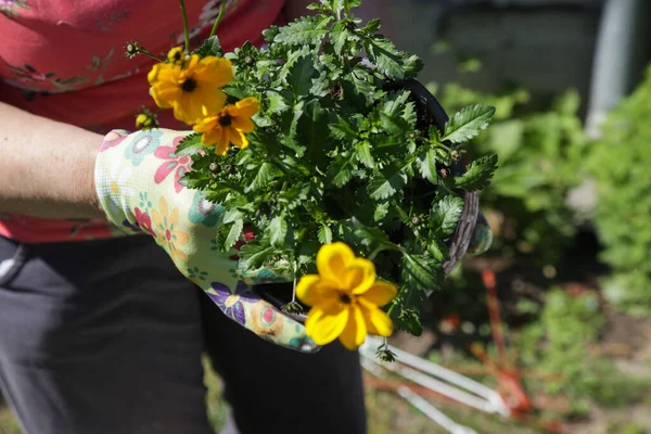 Wanita Menanam Kembali Bunga Dalam Pot Dengan Tanah Halaman Belakang — Stok Foto