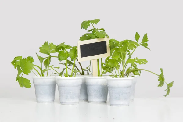 Kleine Planten Potten Klaar Voor Transplantatie Met Blanco Houten Tuinplant — Stockfoto