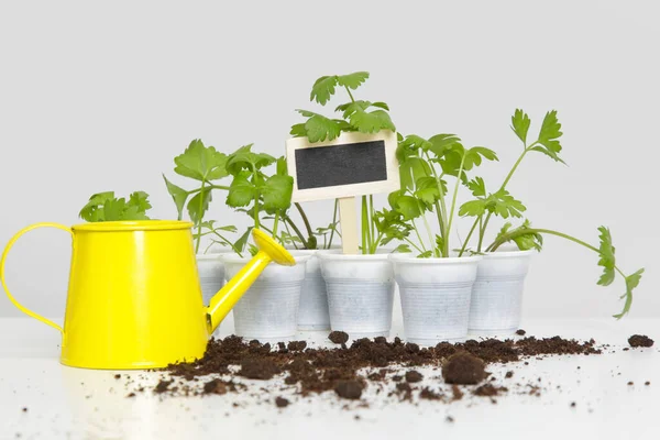 Small Plants Pots Ready Transplanting Blank Wooden Garden Plant Tag — Stock Photo, Image