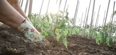 Çiftçi sebze bahçesinde domates fideleri naklediyor. Bahar zamanı bahçe işleri işe yarar..