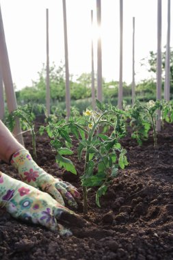 Çiftçi sebze bahçesinde domates fideleri naklediyor. Bahar zamanı bahçe işleri işe yarar..