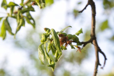 Monilinia laxa, an ascomycete fungus on plum tree, close up