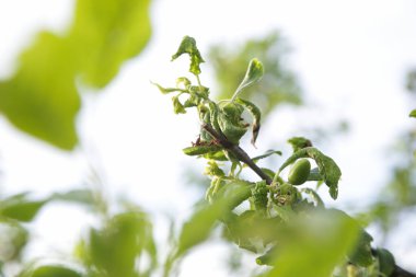 Monilinia laxa, an ascomycete fungus on plum tree, close up
