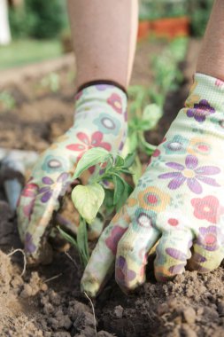 Çiftçi sebze bahçesinde domates fideleri naklediyor. Bahar zamanı bahçe işleri işe yarar..