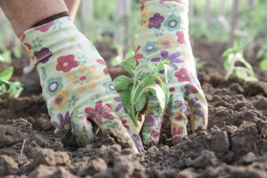 Çiftçi sebze bahçesinde domates fideleri naklediyor. Bahar zamanı bahçe işleri işe yarar..