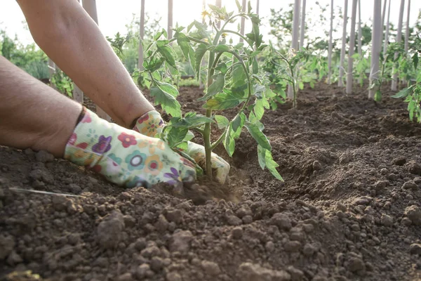Farmář Přesazuje Sazenice Rajčat Zeleninovou Zahradu Jarní Zahradnické Práce — Stock fotografie