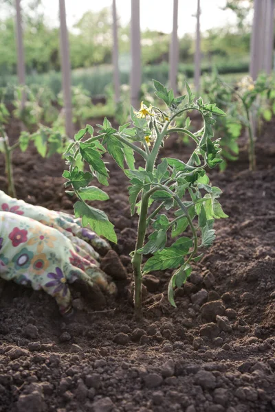 Αγρότης Μεταμοσχεύει Φυτά Τομάτας Στον Λαχανόκηπο Εργασίες Κηπουρικής Την Άνοιξη — Φωτογραφία Αρχείου