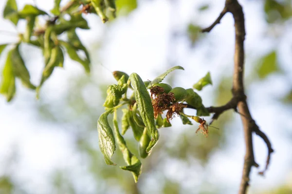 Monilinia Laxa Ascomycete Fungus Plum Tree Close — Φωτογραφία Αρχείου