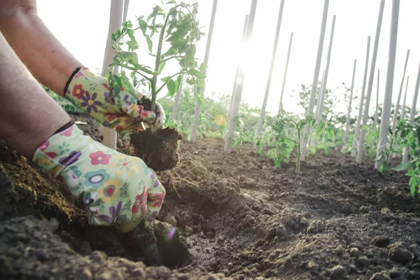 Petani Menanam Bibit Tomat Kebun Sayur Sayuran Spring Time Gardening — Stok Foto