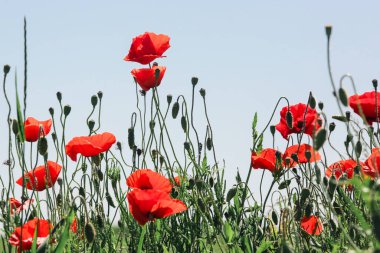 Güneşli bir yaz gününde güzel haşhaş tarlası.