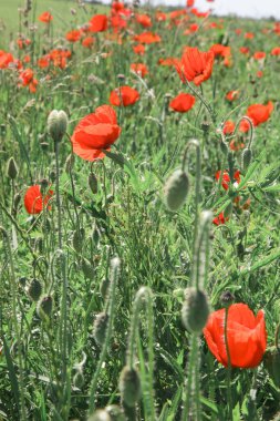 Güneşli bir yaz gününde güzel haşhaş tarlası.