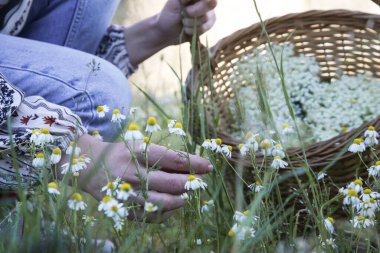 Çayırda papatya çiçeği toplayan kadın..