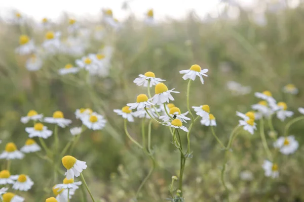 Chamomile Flowers Field Close — Stock Photo, Image