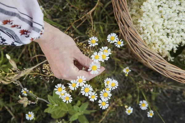 Woman Harvesting Chamomile Flower Heads Meadow — Stock Photo, Image