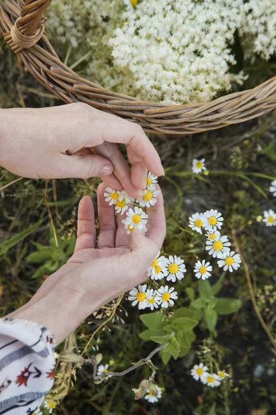 Жінка Збирає Головки Квітки Ромашки Лузі — стокове фото