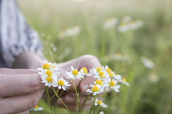 Kobieta Zbiera Kwiaty Rumianku Łące — Zdjęcie stockowe