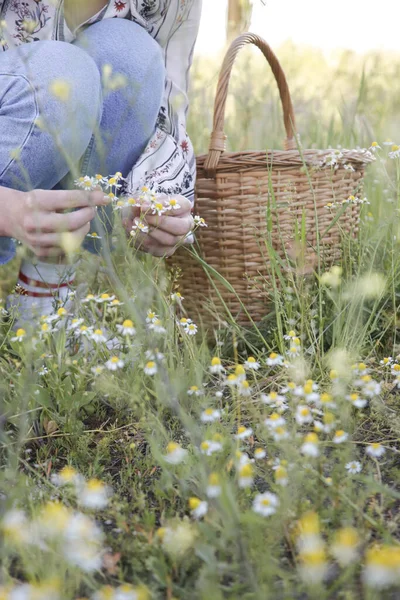 Vrouw Die Kamille Bloemenkoppen Oogst Weide — Stockfoto