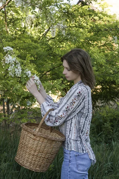 Frau Erntet Weiße Akazienblüten Ländlichen Raum — Stockfoto