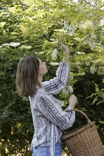 Frau Erntet Weiße Akazienblüten Ländlichen Raum — Stockfoto