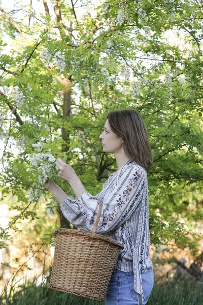 Frau Erntet Weiße Akazienblüten Ländlichen Raum — Stockfoto