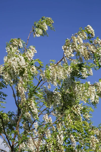 Filialer Fulla Vita Akacia Blommor Mot Klarblå Himmel — Stockfoto