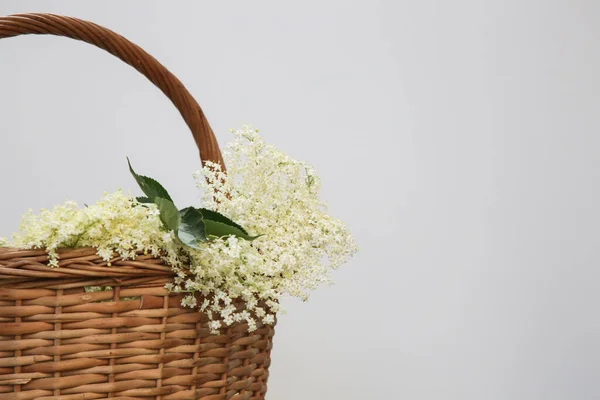 Wicker Basket Full Elderberry Flowers — Stock Photo, Image