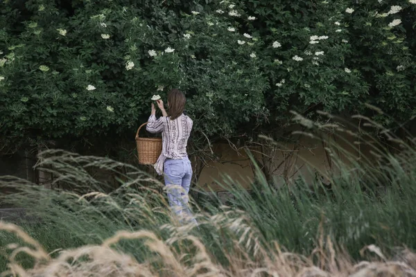 Donna Che Raccoglie Fiori Sambuco Nelle Zone Rurali — Foto Stock