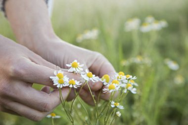 Çayırda papatya çiçeği toplayan kadın..